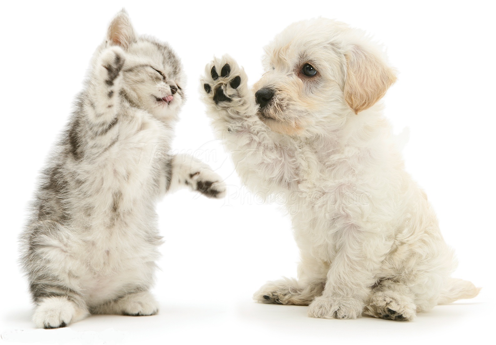 Woodle puppy and kitten boxing
